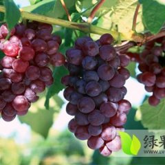 来安夏黑葡萄果粒大，光泽好，口感清甜