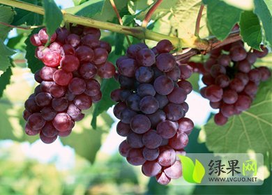 2014年安徽来安夏黑葡萄价格