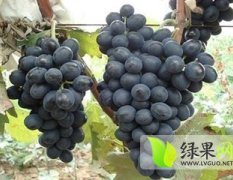 陕西大荔户太8号葡萄产销两旺