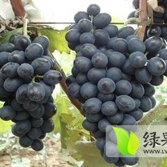 陕西大荔户太8号葡萄产销两旺