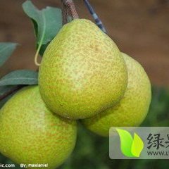 大荔红香酥梨肉质嫩滑，口感极佳