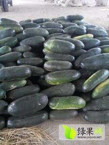 山东郯城子弹头黑皮冬瓜：东岳村岳崇龙