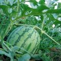 8424大棚麒麟西瓜口感好，甜度佳