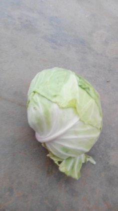 荥阳墨玉50甘蓝价格面议，量大从优