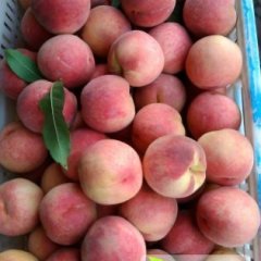 大荔蜜桃长势旺盛肉质嫩滑、口感甘甜