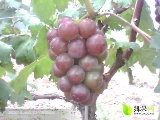 2014年湖北公安藤稔葡萄价格