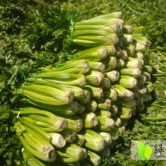 张北芹菜口感爽口,粗细条顺，棵数均匀