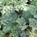 花皮无籽西瓜水分多、糖度高，口感好