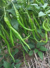 内黄湘辣七号品种优良，价格优惠