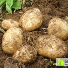 公主岭马铃薯大量上市；张振伍