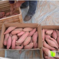 临沭红薯个大形正，果形均匀，营养丰富