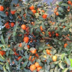 广西雁山沙糖桔皮薄肉多，色泽光鲜，水分充足