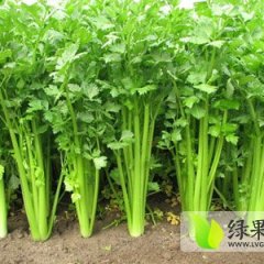 河北围场皇妃芹菜绿色无公害