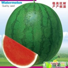 大同8月绿力无籽西瓜