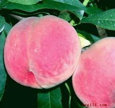 大荔两宜秦王桃蜜桃肉质嫩滑、香甜爽口