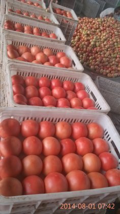 2014聊城西红柿俏销大江南北