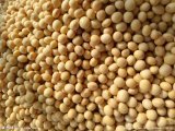 嘉鱼大豆富含大量蛋白，营养丰富