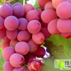 敦煌万亩红提大量上市，每斤1.5-2元左右