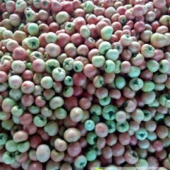 番茄质量好，色泽艳丽，形态优美，营养丰富，