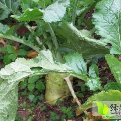 2014凌海芥菜今年价格有看点