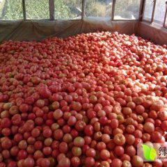 松山欧盾西红柿上货量大，质量高