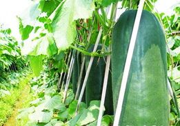 河南鹿邑子弹头黑皮冬瓜价格适宜