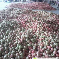 2014东昌府西红柿现在订货有惊喜