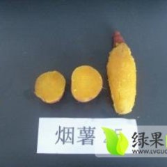 威县白果魏希超8月烟薯25红薯