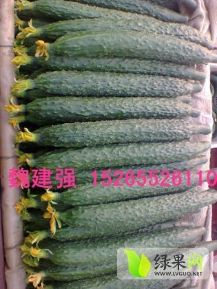 2014年山东莘县德瑞特721黄瓜价格