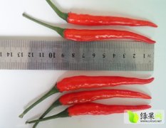 大众朝天椒辣椒种子极早熟，单生，耐热性强