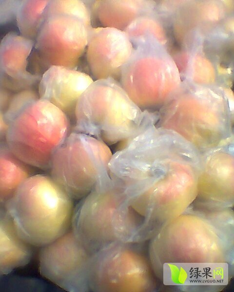 2014年山东寒亭嘎啦价格