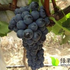 夏黑葡萄口感好、脆甜香，质细汁多