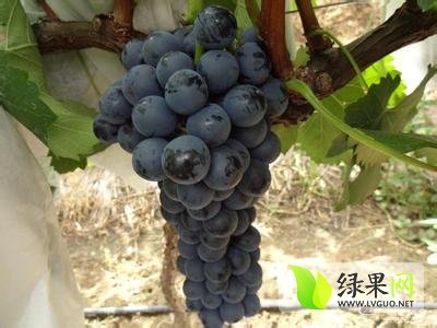 2014年陕西蒲城夏黑葡萄价格
