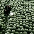 2014临河西瓜现在订货有惊喜