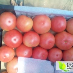 肇源西红柿，色泽鲜艳，光亮红润