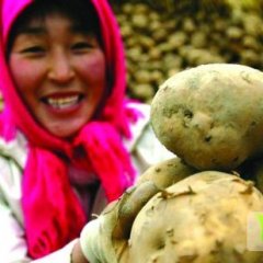 公主岭土豆产量大，品质优，价格合理