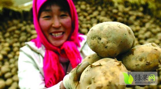 2014年吉林公主岭荷兰七号价格