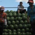 吉林市地雷西瓜西瓜品质好。皮毛亮。个头大，价格合理