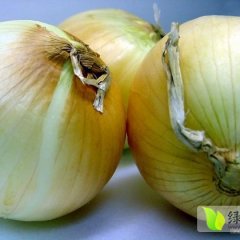 民勤黄皮洋葱长势旺盛,品种良好，个头均匀