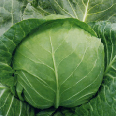 君山甘蓝颜色深绿，个头均匀，质量优秀，耐运输