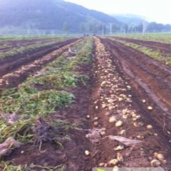 围场土豆质量上乘,形好个大，颜色非常好