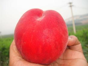 陕西大荔超越桃蜜桃个大。果面美观，耐运输