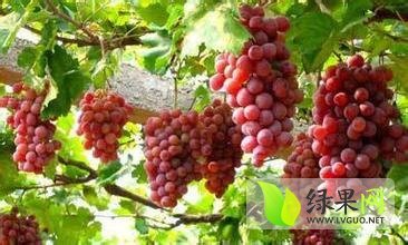 大荔红提葡萄皮薄汁多，颗粒大