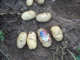 河北围场荷兰十五土豆价格行情平稳