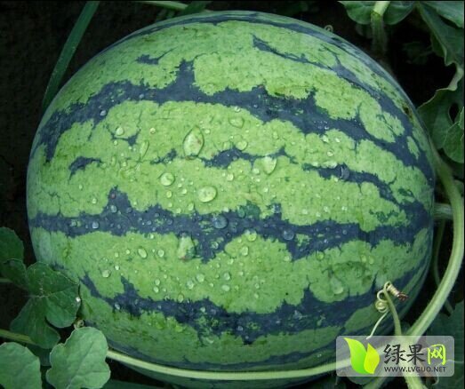 2014年吉林洮南京欣价格