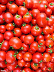 2014年山东安丘以色列西红柿价格