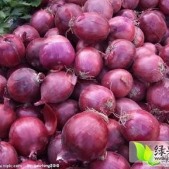 甘肃民勤红皮洋葱长势旺盛