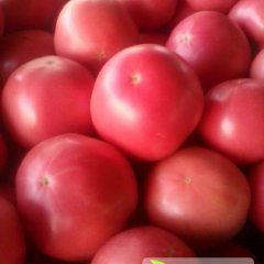 常年供应冷棚西红柿硬度颜色都好