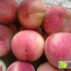 万亩桃园营养丰富个大，颜色好，口感好，耐运