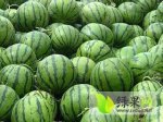 太平京欣西瓜个头大，皮毛好，口感好